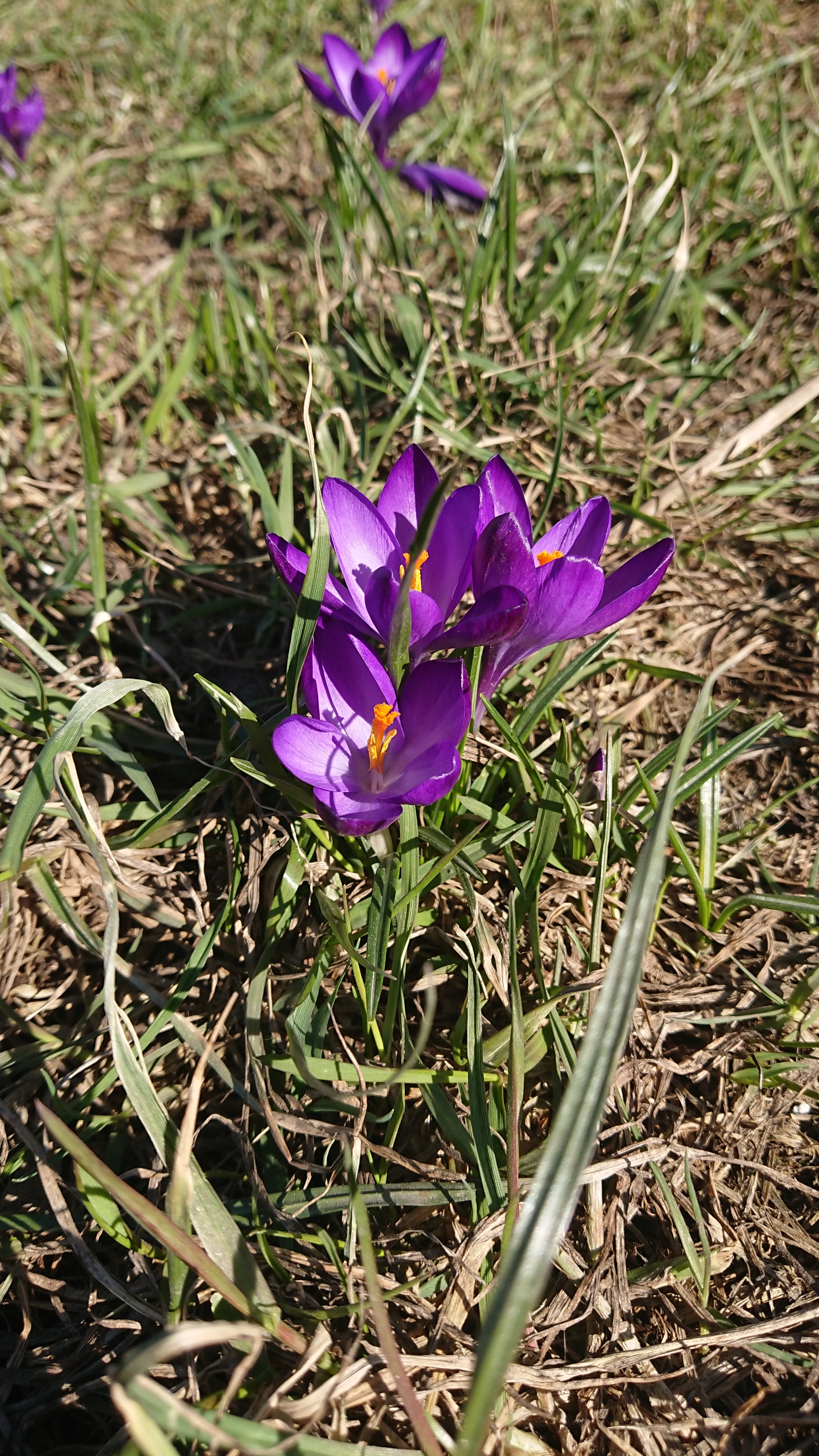 Just flowers near Rimskaya metro station - Flowers, Nature, Spring, Longpost, crocuses