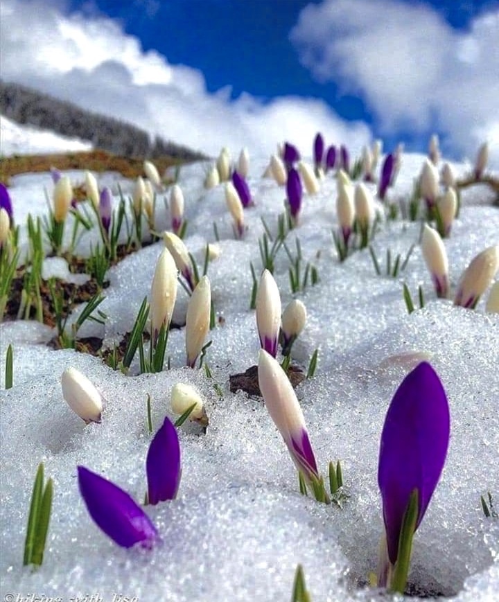 Spring - Spring, Flowers, The photo