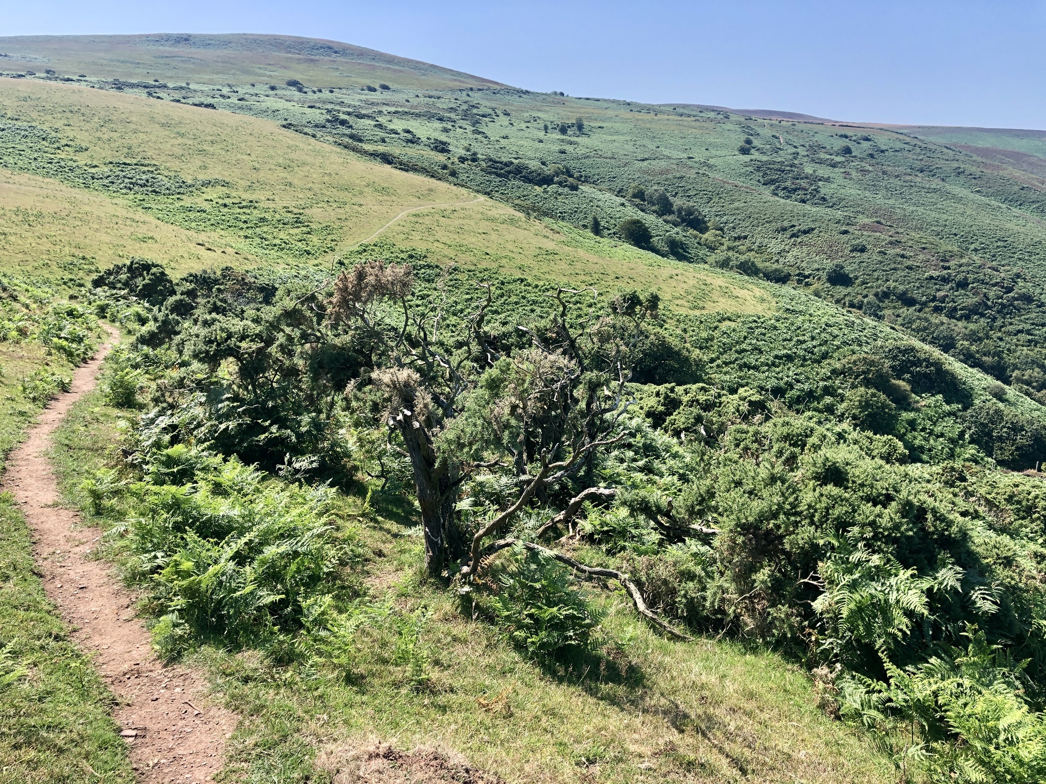 Walk through Heddon Valley, North Devon, England (part 1) - My, Hiking, Virtual tours, Mobile photography, Great Britain, England, Devonian, Ocean, Longpost