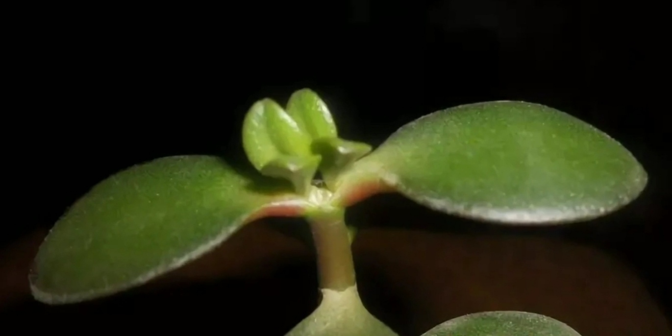 монетное дерево цветок. красивое денежное дерево. толстянка крассула вьющаяся. денежное дерево фен шуй. Lies of p денежный плод.