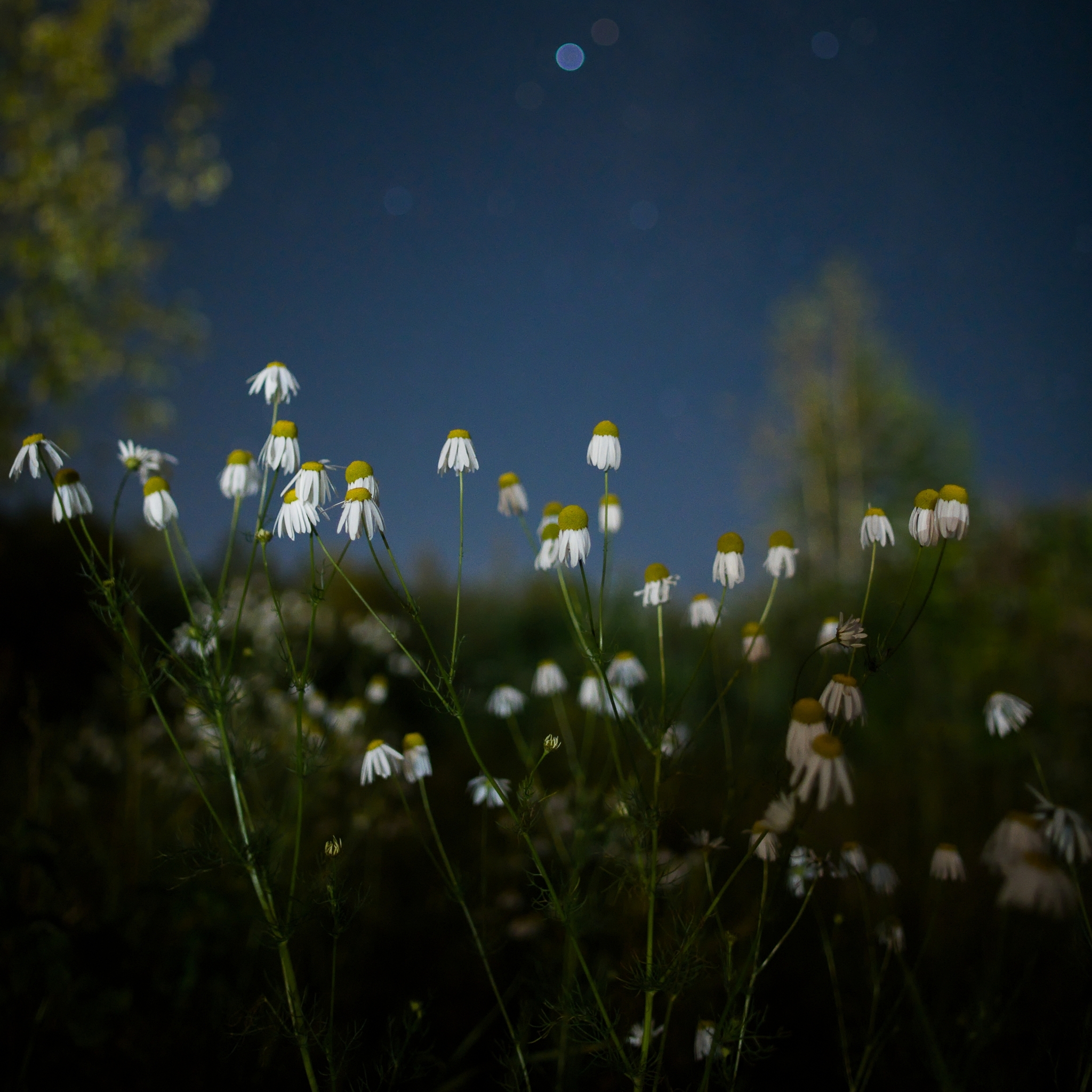 Astrolandscape training (continued) - My, Starry sky, Stars, Astrophoto, Sky, Milky Way, Landscape, Flowers, Northern Ural, Longpost