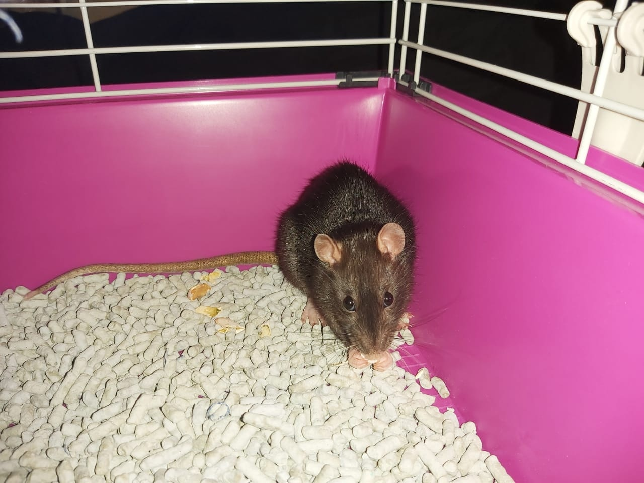 Unnamed - My, Rat, Decorative rats, Volunteering, Animal Rescue, Pets, Animals, The photo, Longpost