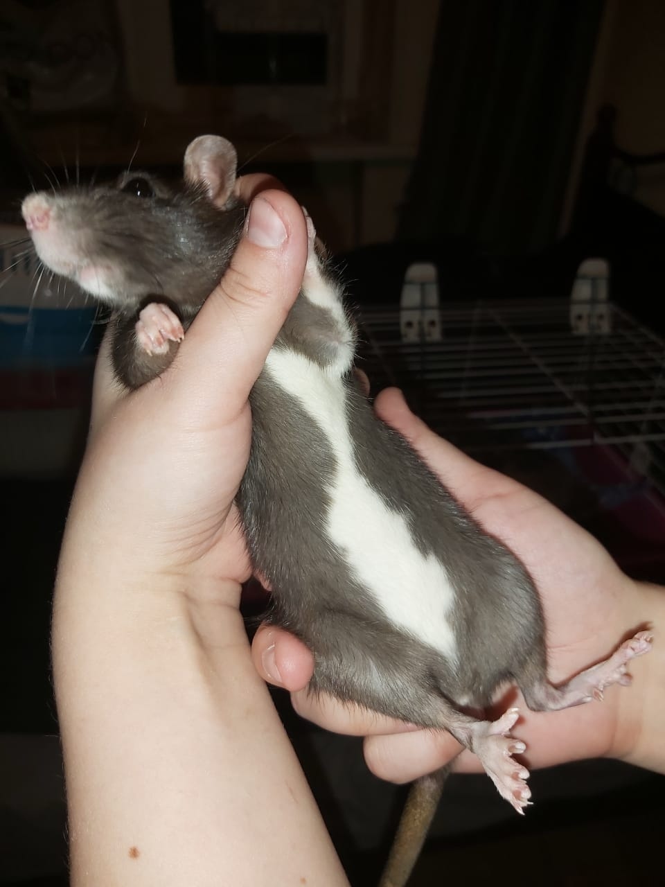 Unnamed - My, Rat, Decorative rats, Volunteering, Animal Rescue, Pets, Animals, The photo, Longpost