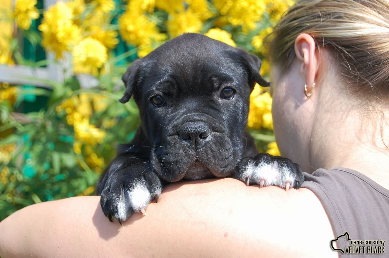 Cane-Corsica on handles - My, Cane Corso, Puppies, Milota, Dog, The photo, Longpost