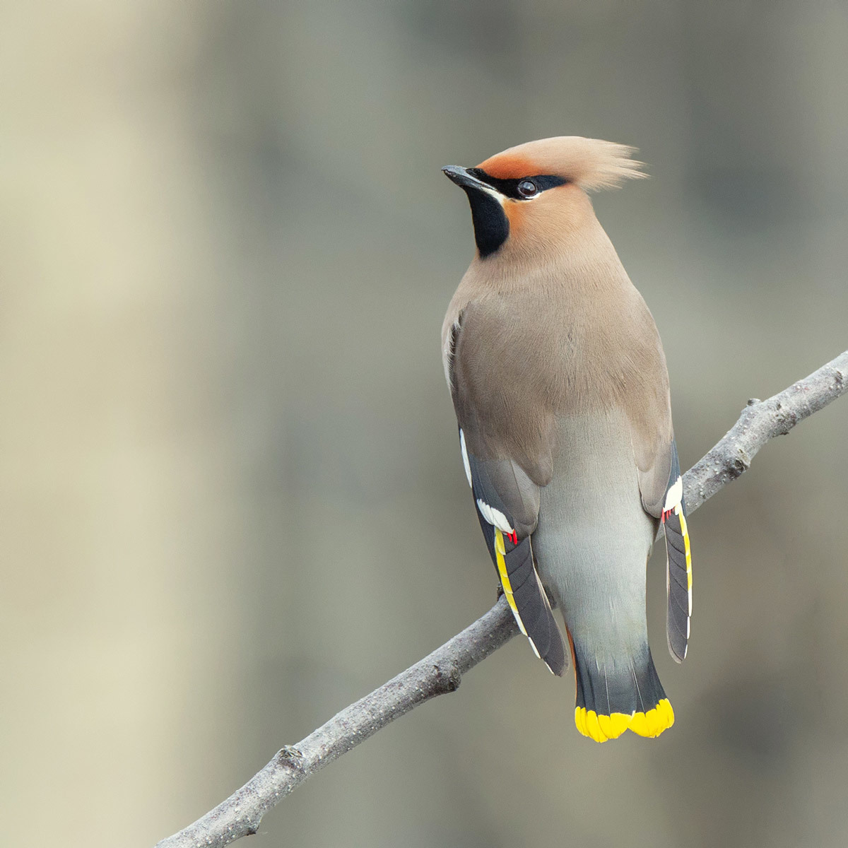 Waxwing - My, The photo, Birds, Waxwing, Animalistics, Bird watching, Canon 60d, Tamron, Longpost