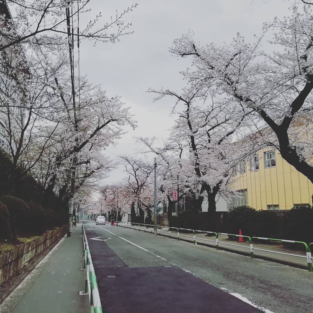 Cherry blossoms and partial closure of Tokyo parks - My, Coronavirus, Japan, Sakura, Video, Longpost