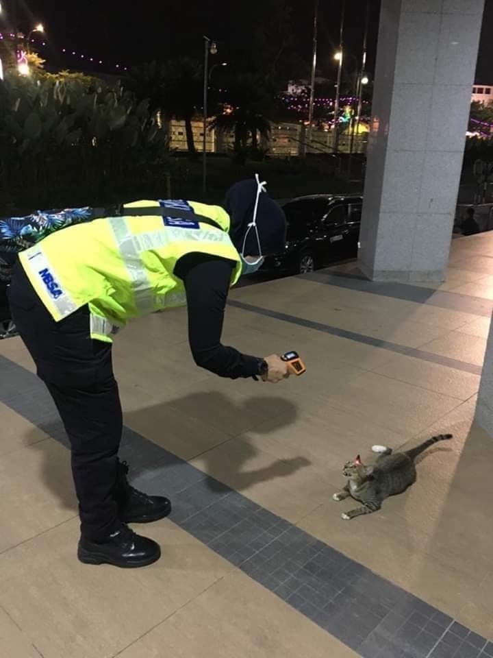 Checking passersby for coronavirus - cat, Catomafia, Coronavirus, Thermometer