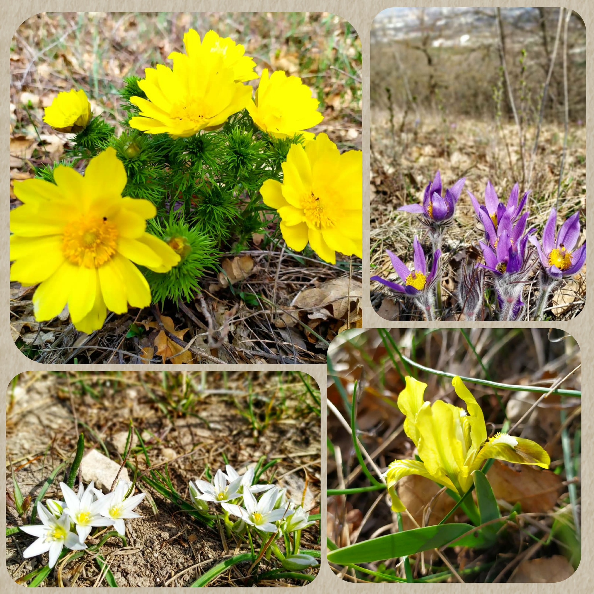 SPRING COLORS - My, Spring, Flowers, Nature