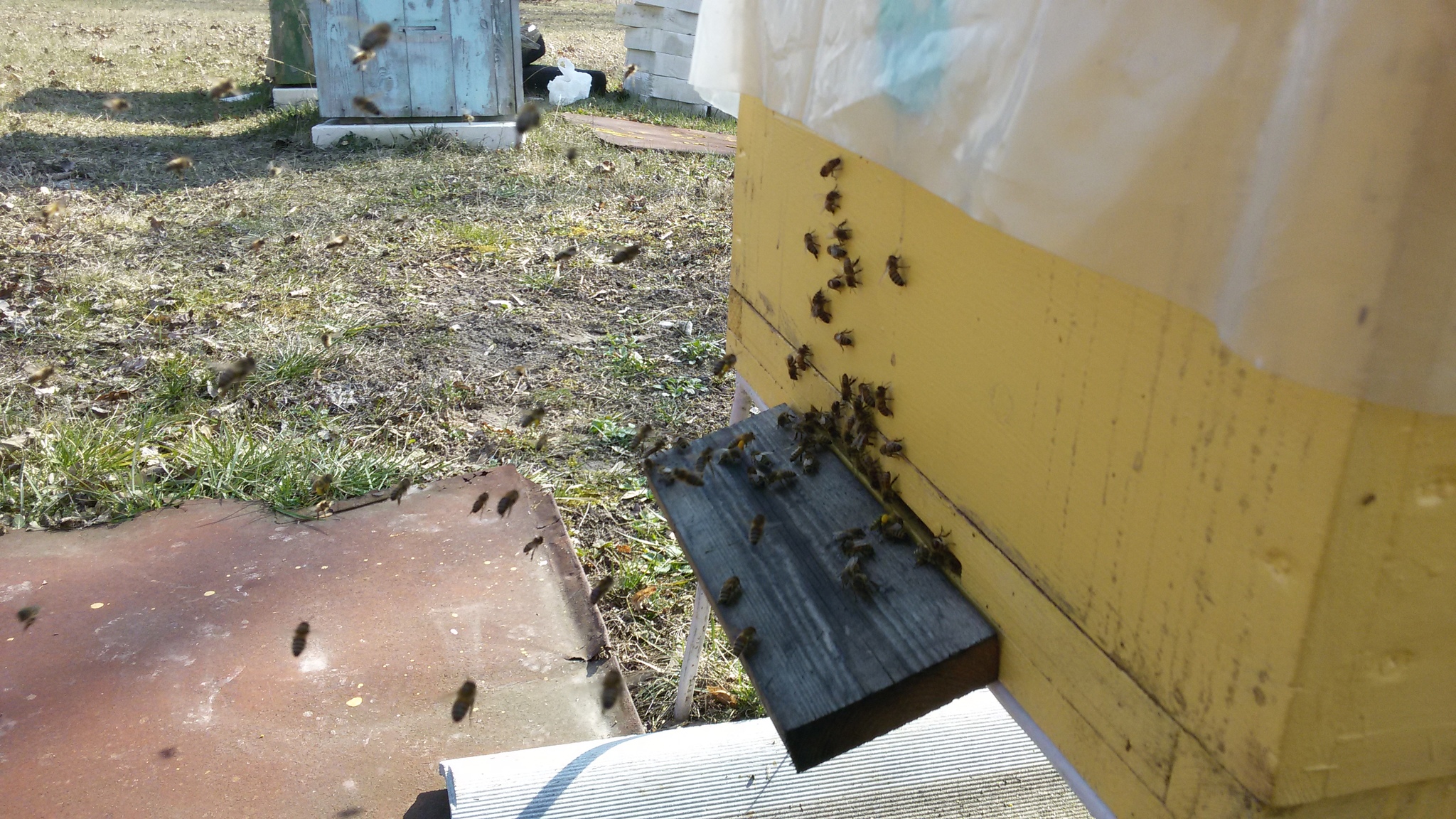 The bees woke up - My, Bees, Spring, Apiary, Longpost