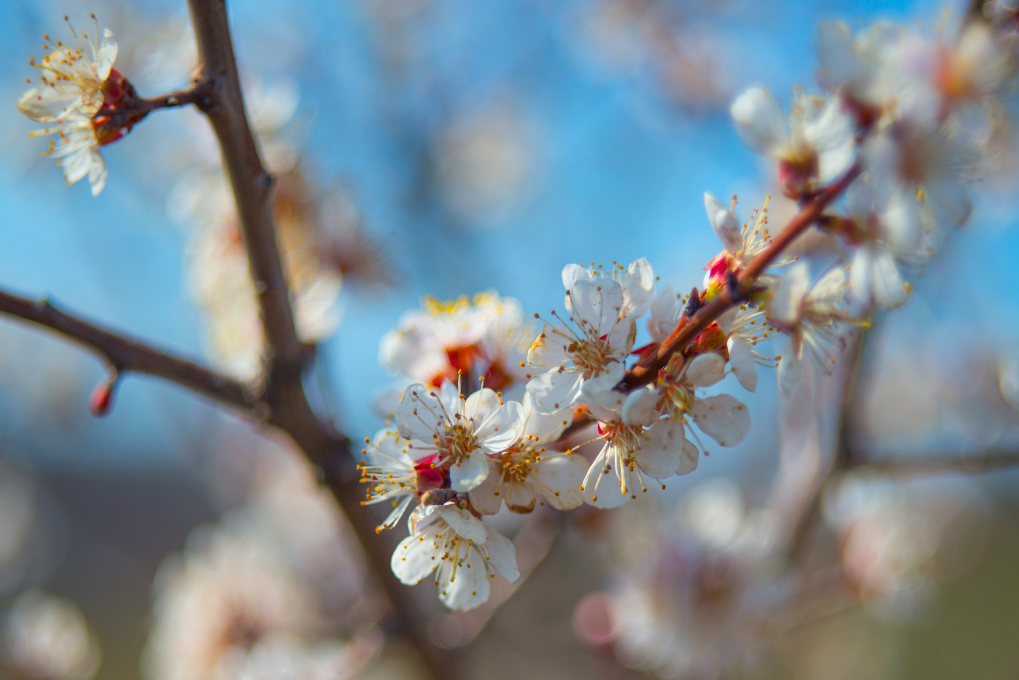 The trees have blossomed - My, Spring, Fruit trees, Helios-44, Longpost, Bloom