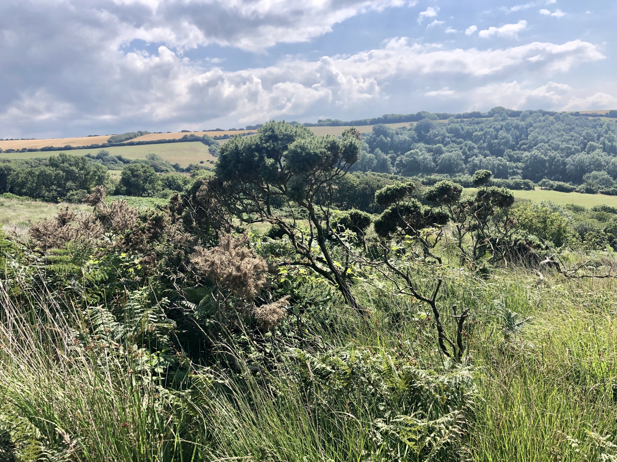 Прогулка по Heddon Valley, Северный Девон, Англия (часть 2) - Моё, Великобритания, Англия, Прогулка, Пешие прогулки, Экскурсия, Мобильная фотография, Длиннопост