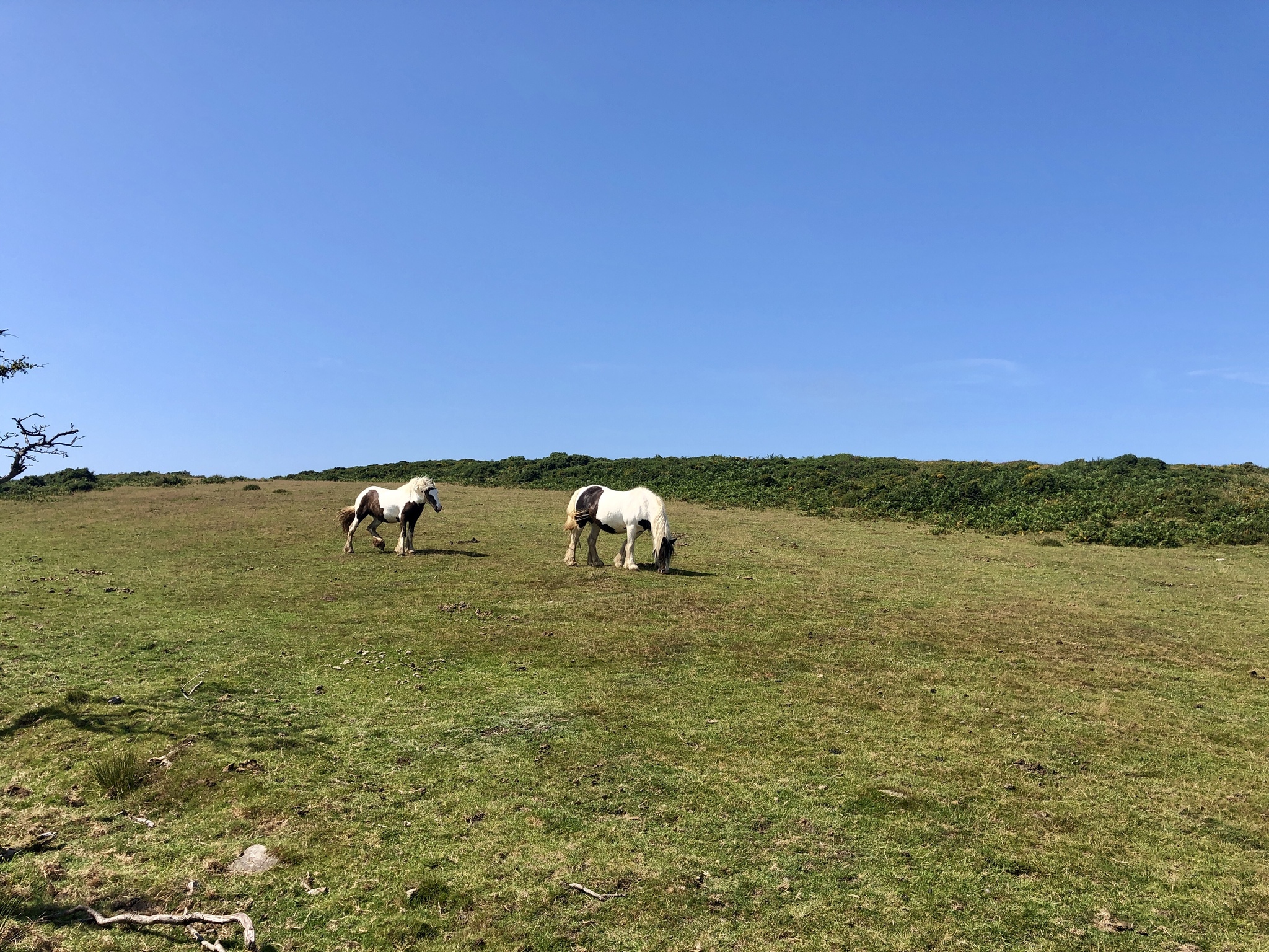 Walk through Heddon Valley, North Devon, England (part 2) - My, Great Britain, England, Walk, Hiking, Excursion, Mobile photography, Longpost