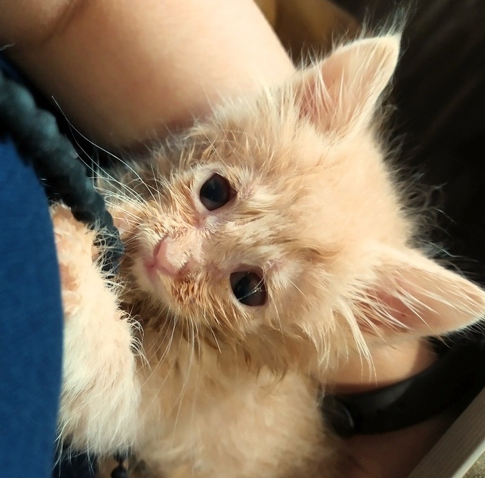 How the kitten Kolobok was rescued - our touching story - My, Murkosh shelter, Animal shelter, cat, Touching, Real life story, Help, Longpost