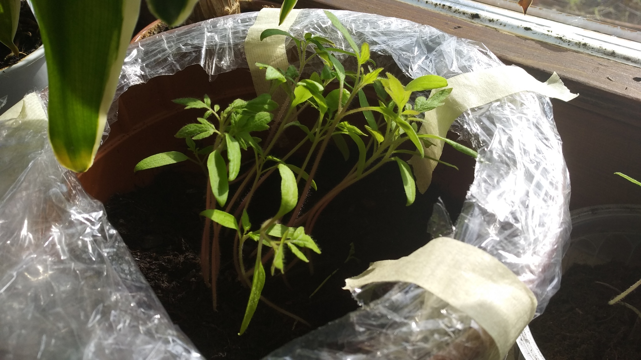 Our tomatoes))) - My, Tomatoes, Seedling, Vegetable garden on the windowsill, Video, Longpost