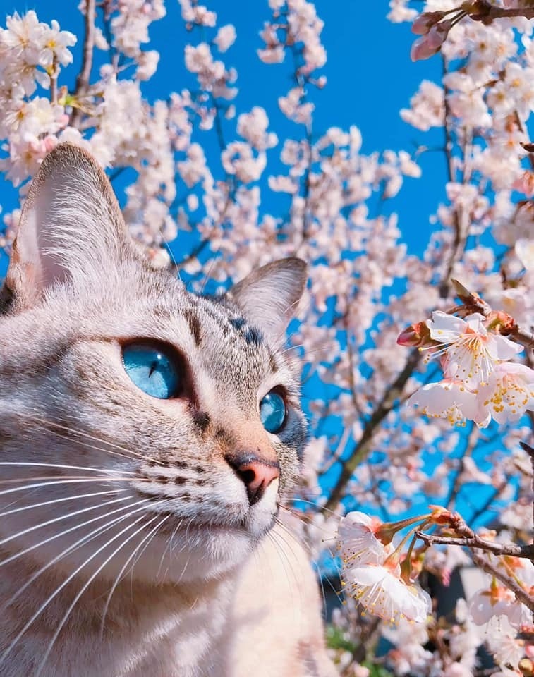 Весенний кот - Кот, Котомафия, Длиннопост