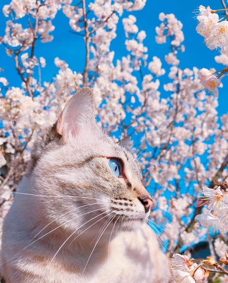 Весенний кот - Кот, Котомафия, Длиннопост