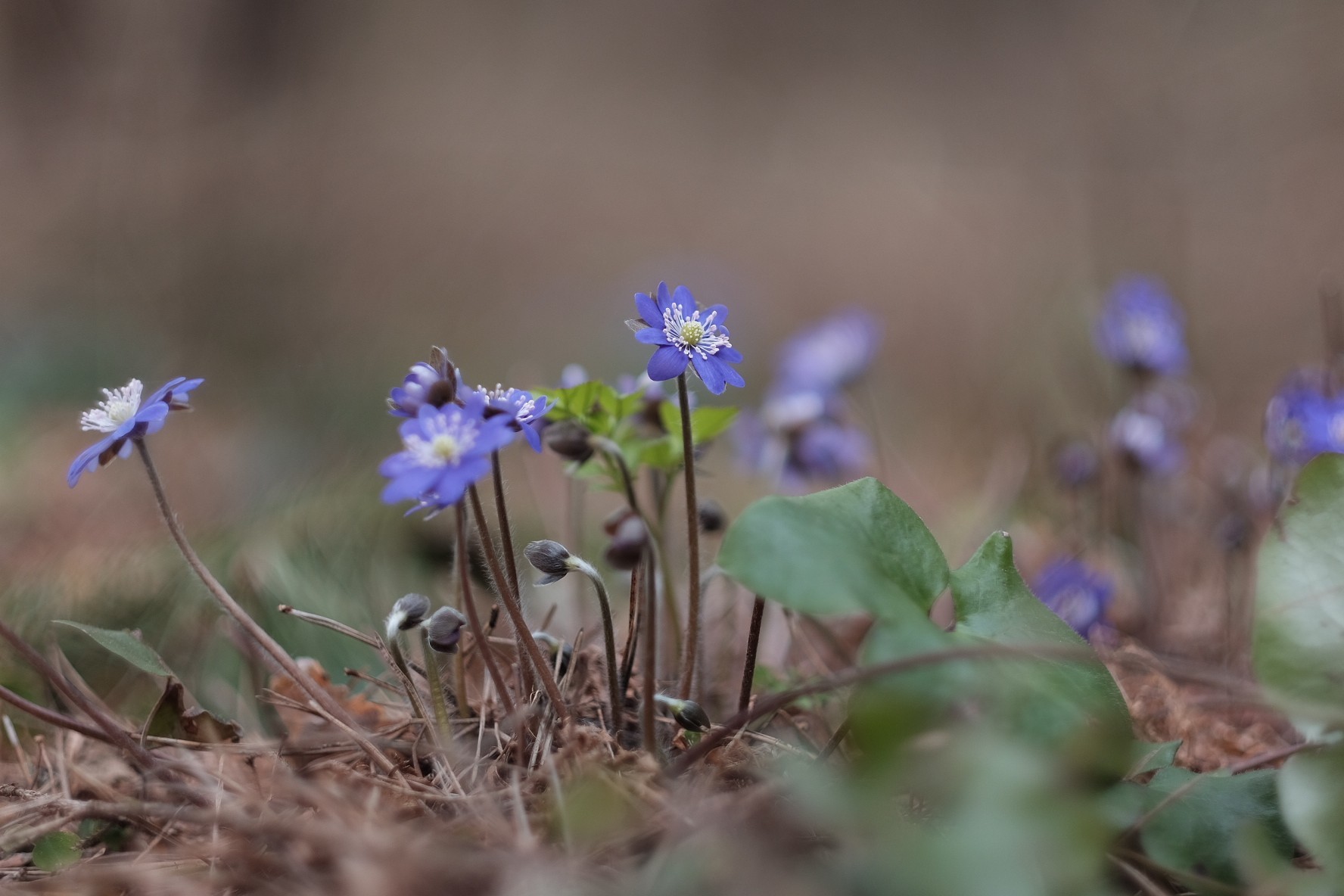 Spring is coming! - My, Fujifilm, Flowers, The photo, Spring