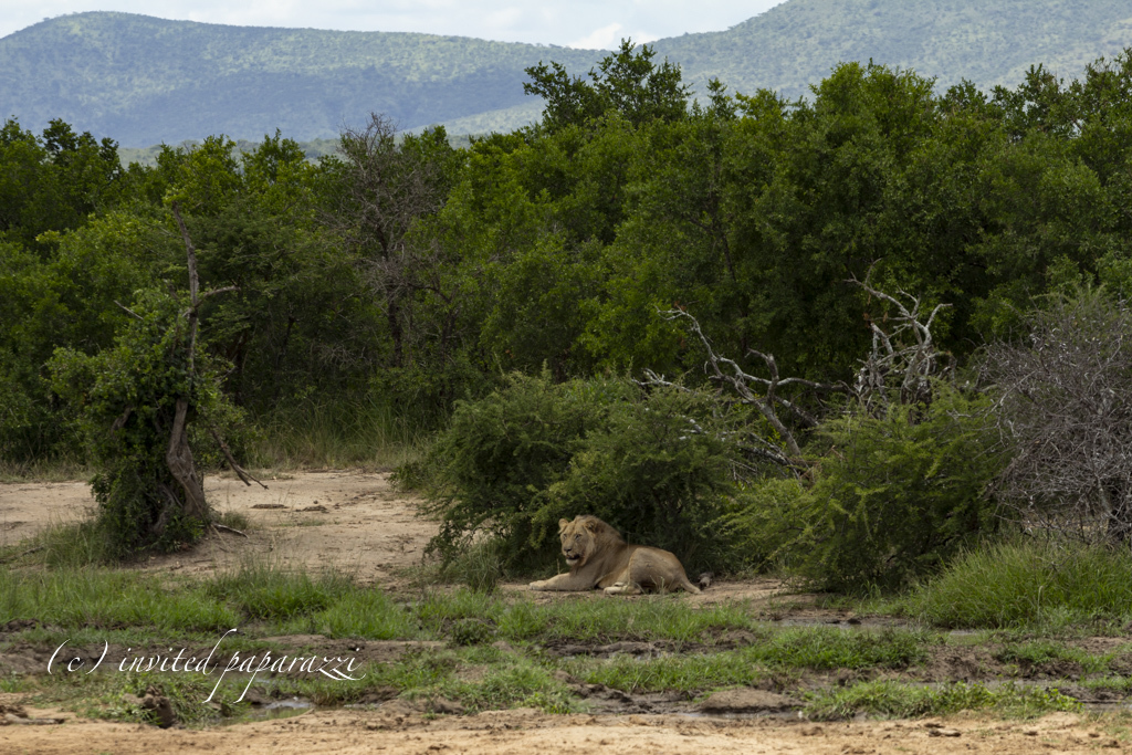 ...and elephants and rhinoceroses wander along the road - My, Africa, South Africa, Safari, Abroad, Living abroad, take care of yourself, Video, Longpost