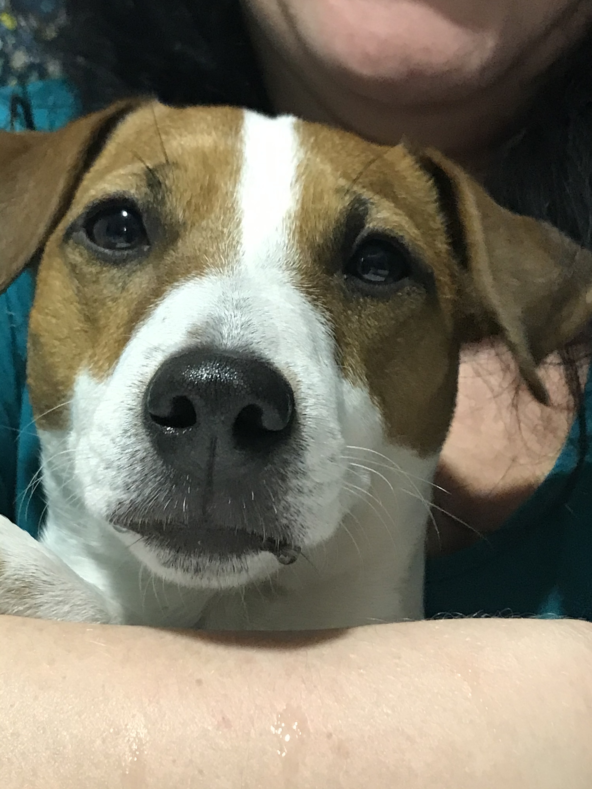 About the dog and the bread - My, Jack Russell Terrier, Dog, Longpost, Pets