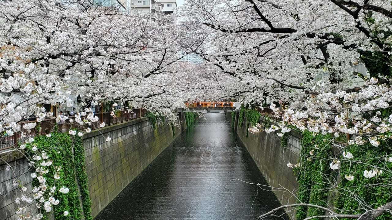 Cherry blossoms - Khans, Sakura, Bloom, Japan, Nature, beauty, The photo, Longpost