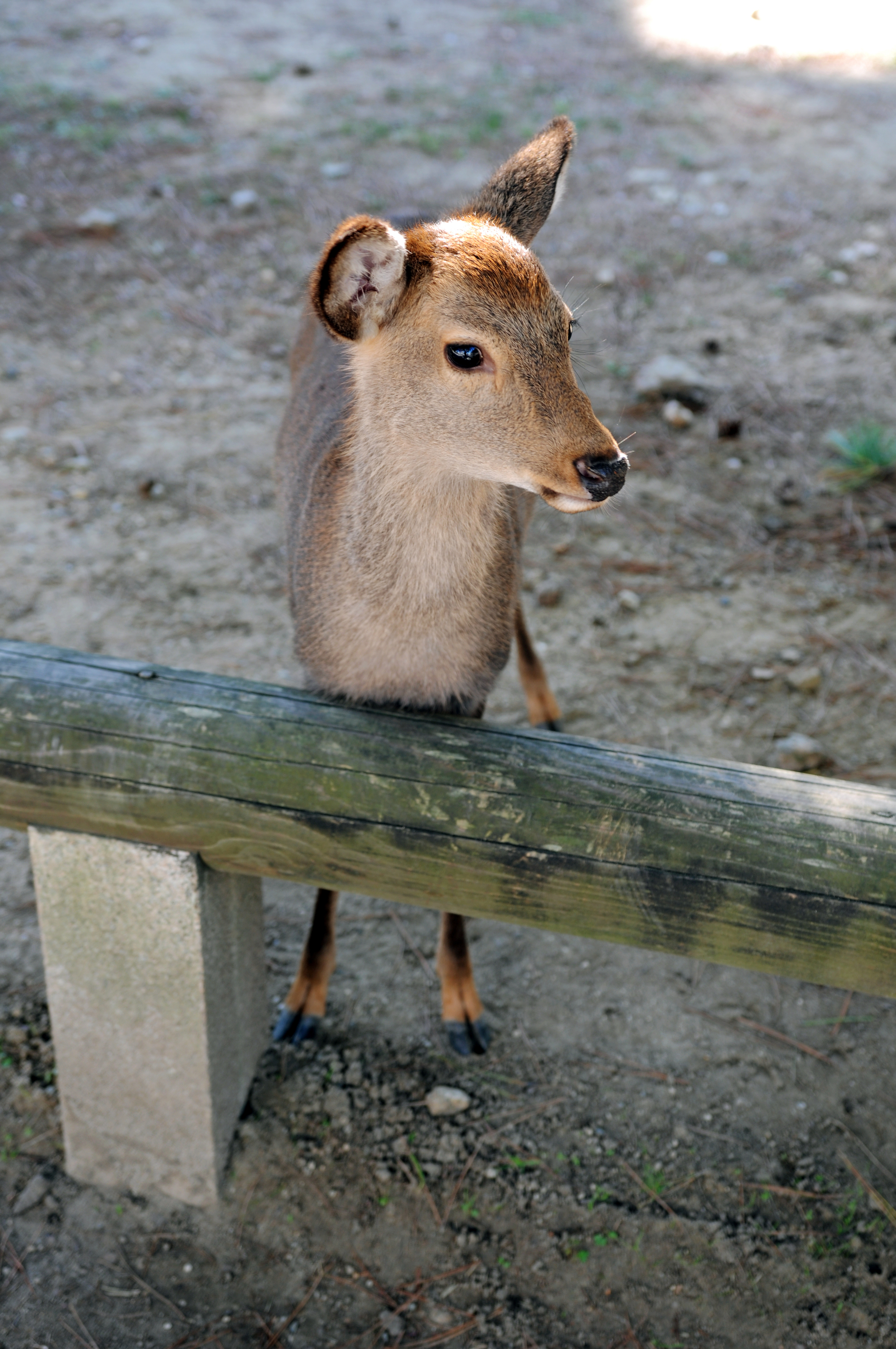 Nara Park (Nara, Japan) - My, Japan, Nara, Osaka, Deer, Fawn, The park, Longpost