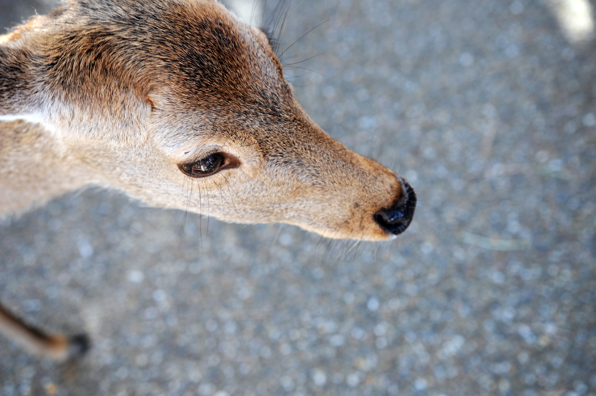 Nara Park (Nara, Japan) - My, Japan, Nara, Osaka, Deer, Fawn, The park, Longpost