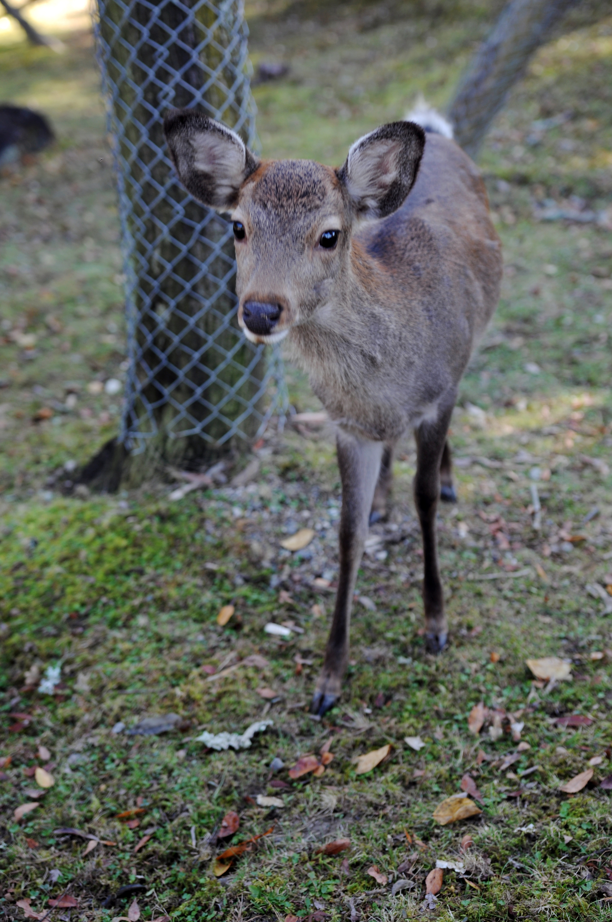 Nara Park (Nara, Japan) - My, Japan, Nara, Osaka, Deer, Fawn, The park, Longpost