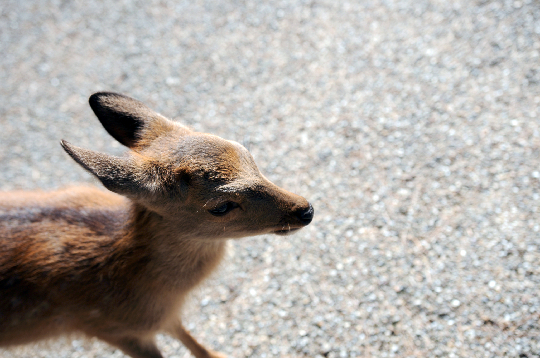 Nara Park (Nara, Japan) - My, Japan, Nara, Osaka, Deer, Fawn, The park, Longpost