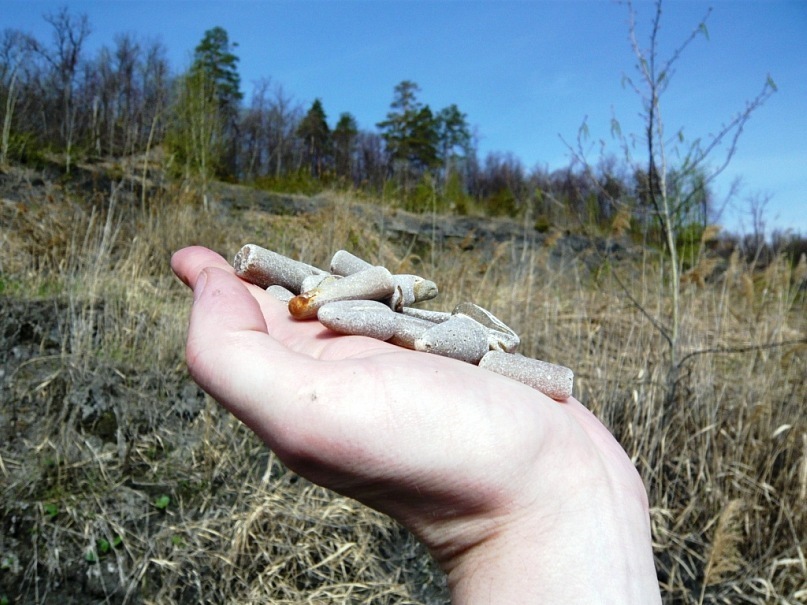 150,000,000 BC - My, Paleontology, Longpost, Nature, The photo, Ammonite