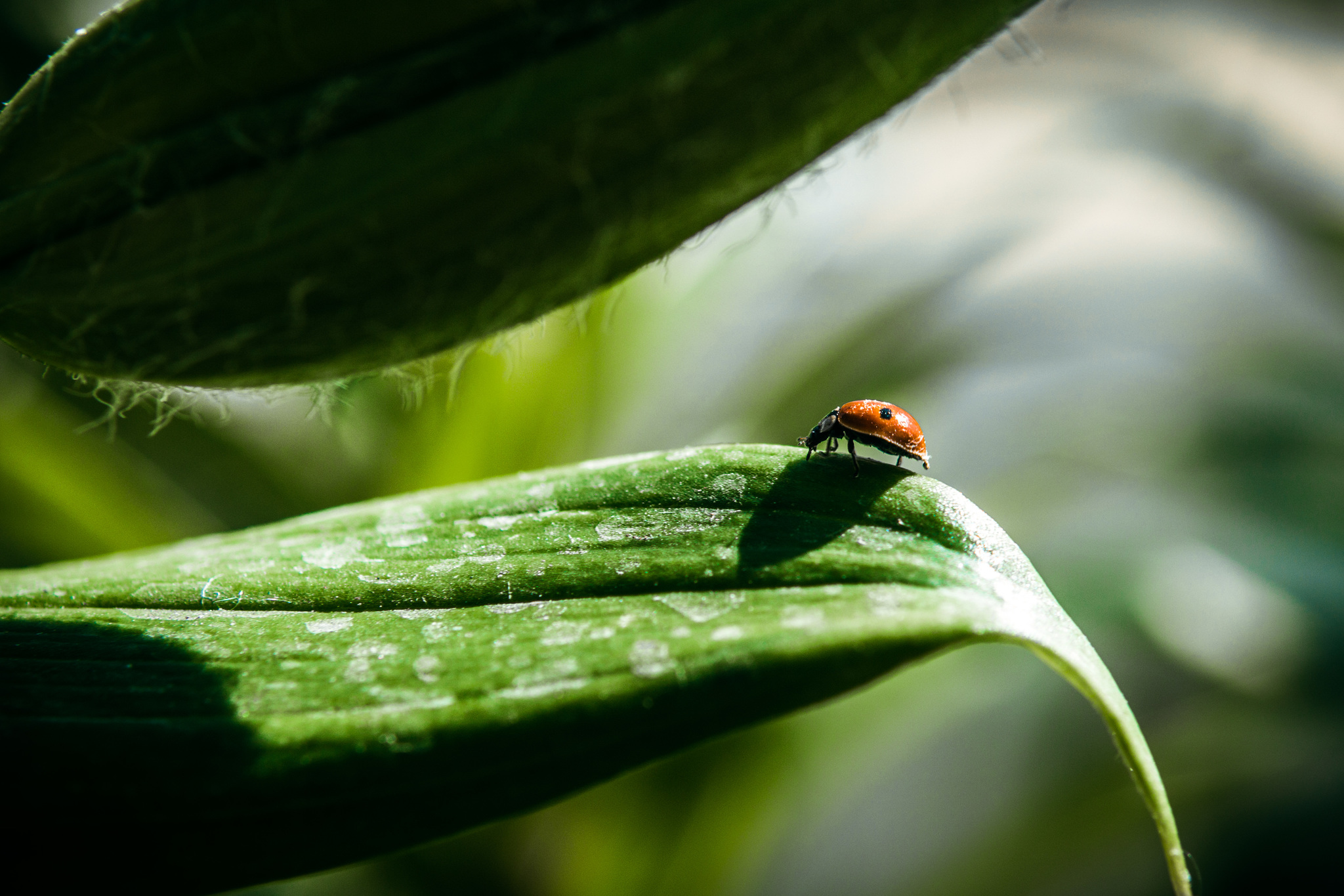 Summer - My, The photo, Beginning photographer, Nikon, Summer, Longpost, ladybug, Insects