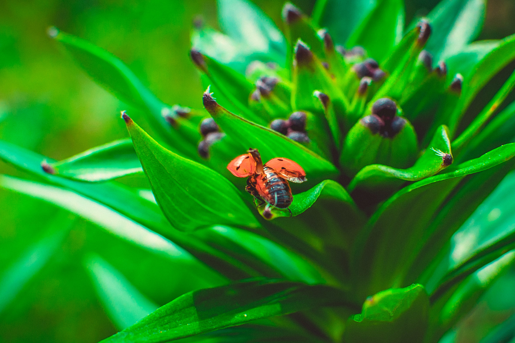 Summer - My, The photo, Beginning photographer, Nikon, Summer, Longpost, ladybug, Insects