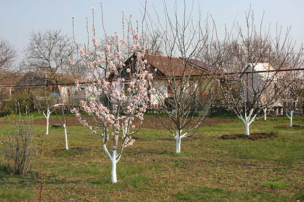 My garden - My, Garden, Saplings, Fruit, Longpost