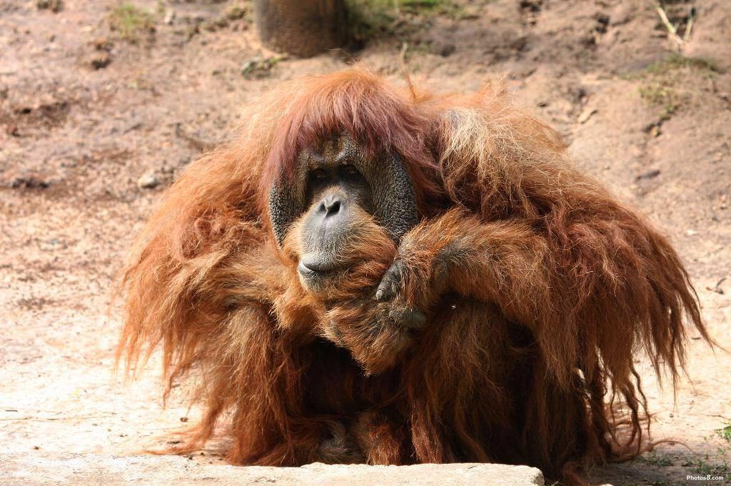 Hairdressers, your time is coming soon! - Coronavirus, Quarantine, Overgrown, Orangutan, Salon