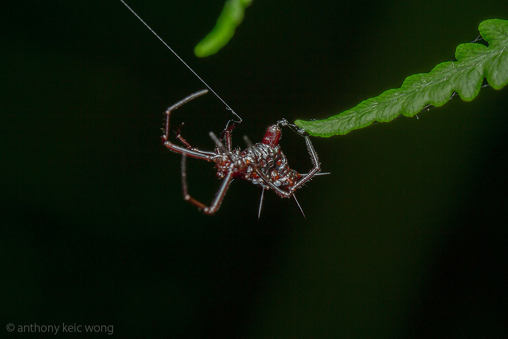 Lloth #6 - Spider, Thorns, Longpost