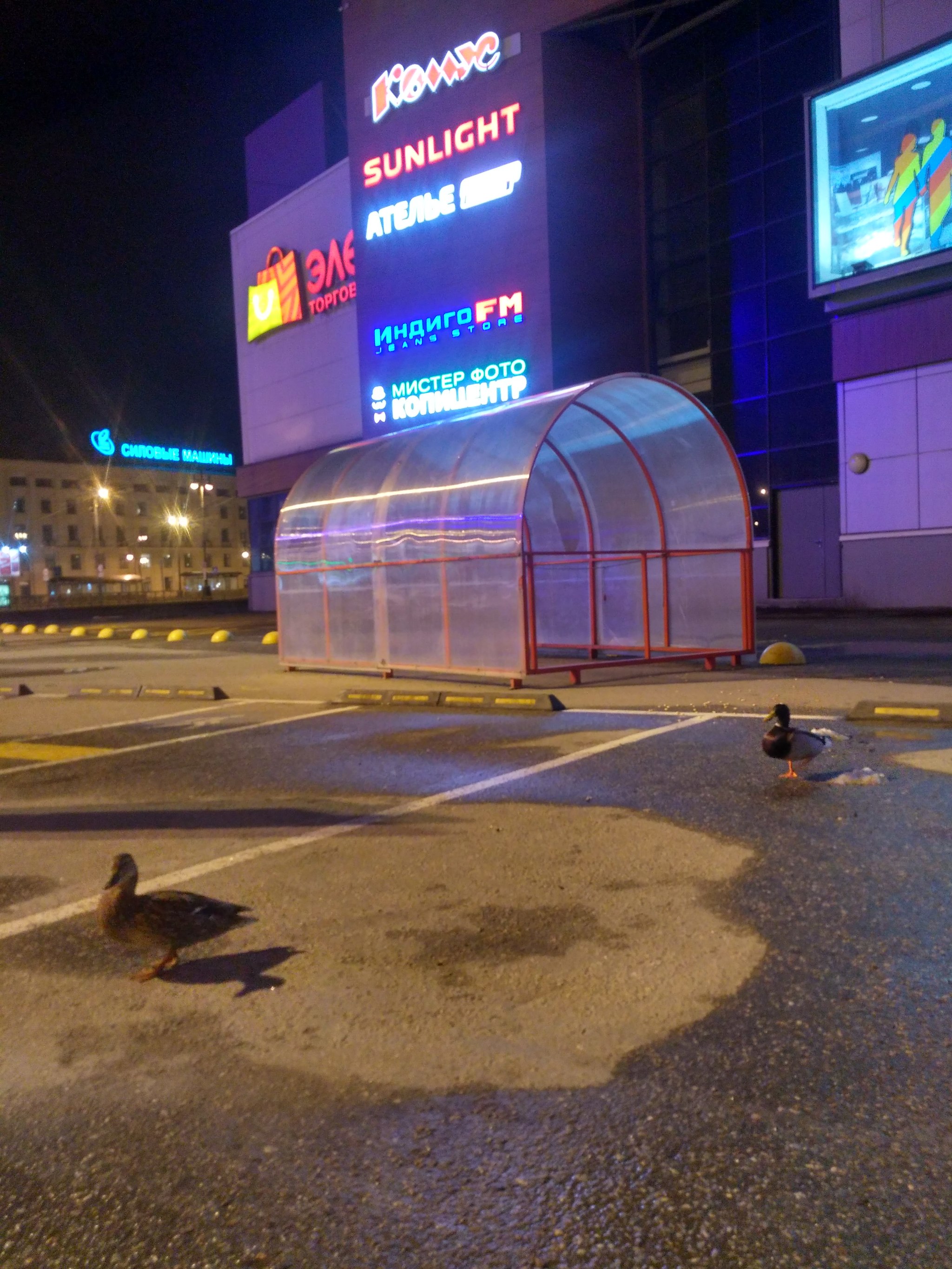 Утки в городе | Пикабу