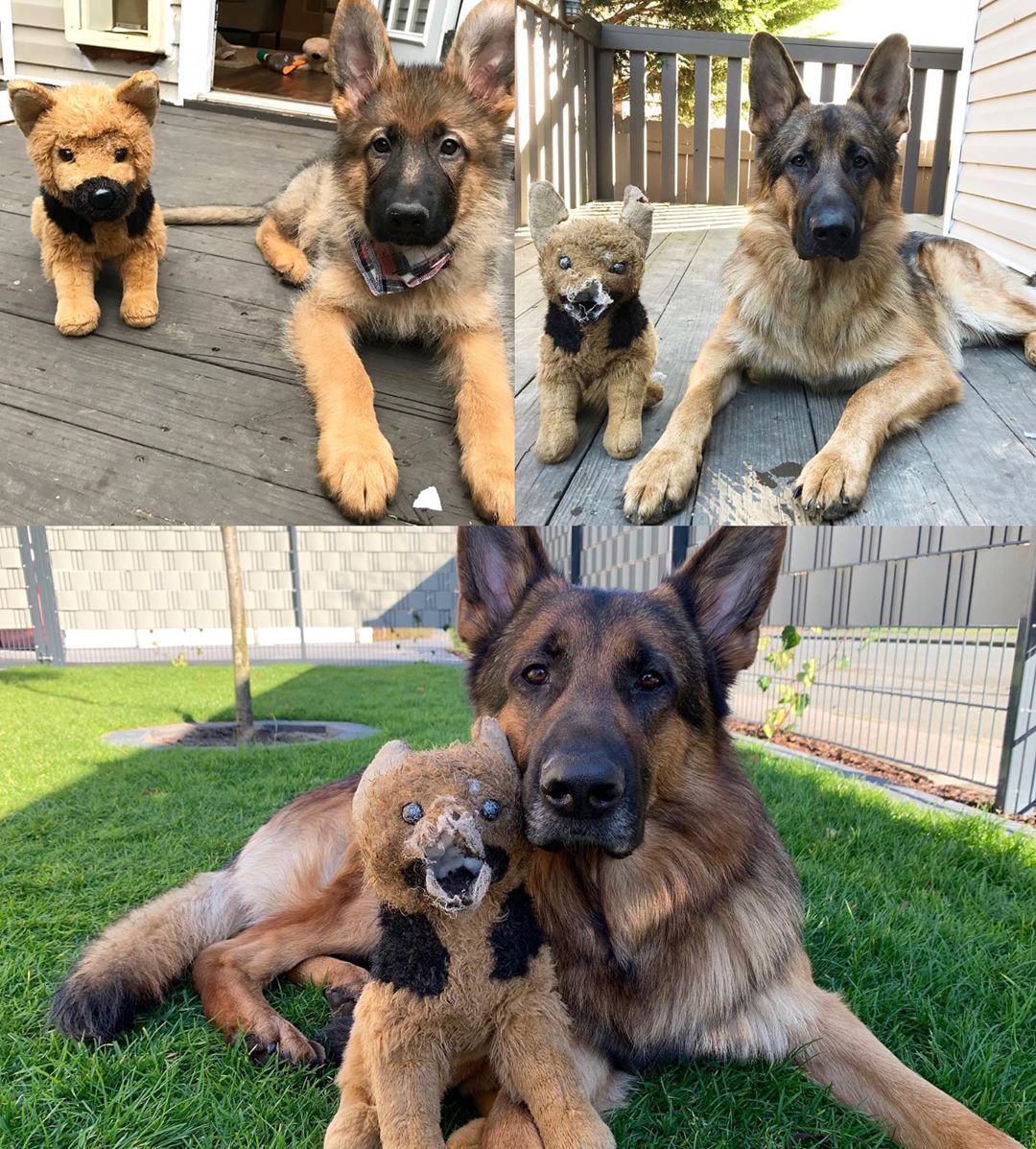 Photo with my best friend years later - Dog, Toys, Pets, German Shepherd