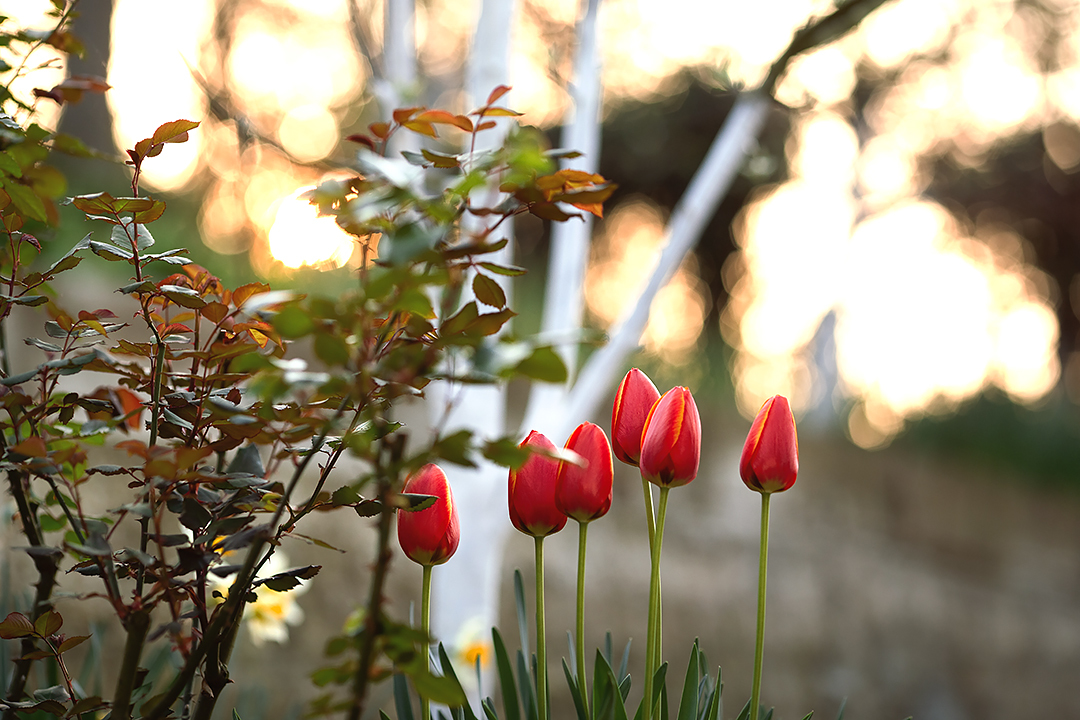 Photographer in quarantine - My, Flowers, Spring, Sunset, The photo, Longpost