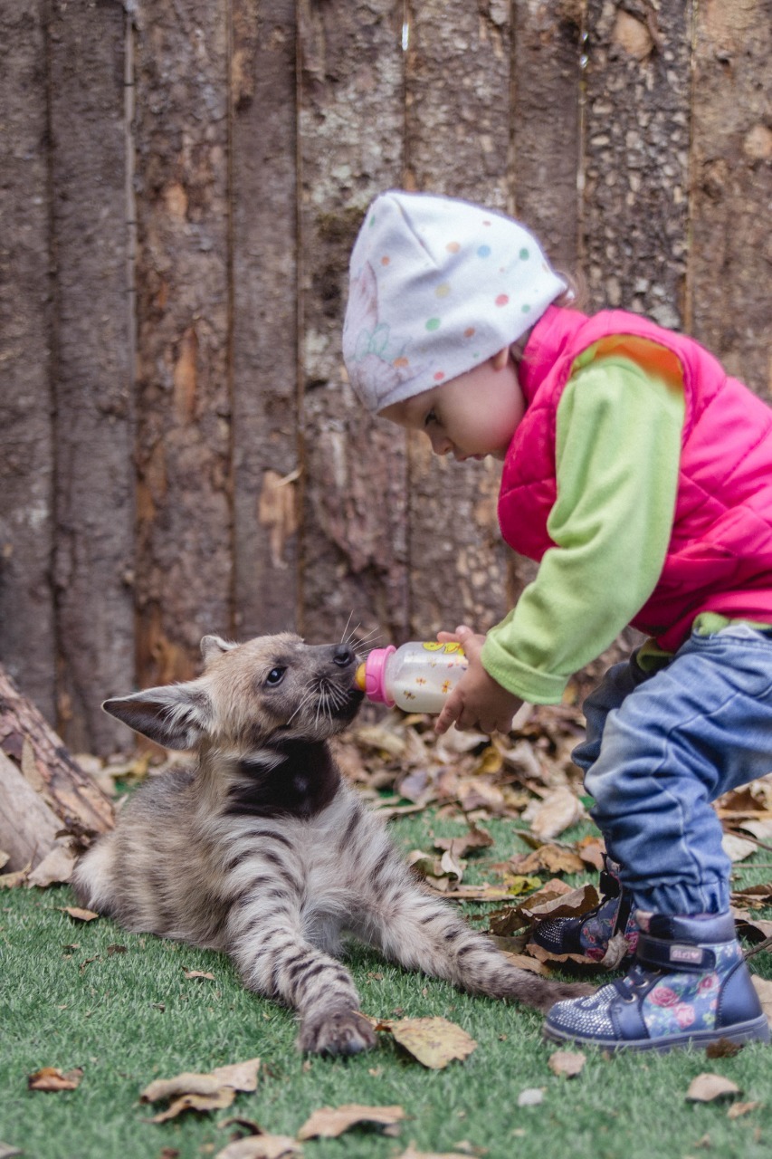 Minke whale named Chili - Striped hyena, Children, Milota, Longpost, Hyena