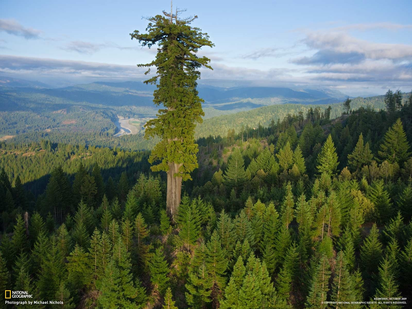 Trees - My, Tree, Bonsai, Nature, Hyperion, Methuselah, Longpost