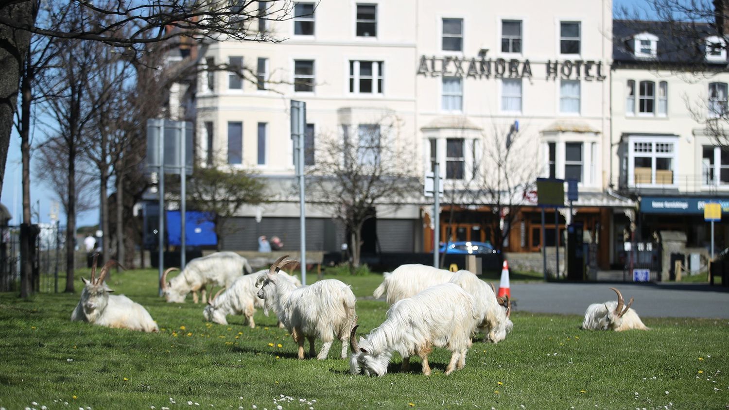 Wild goat attack - Attack, Goat, Great Britain, Wales, Longpost