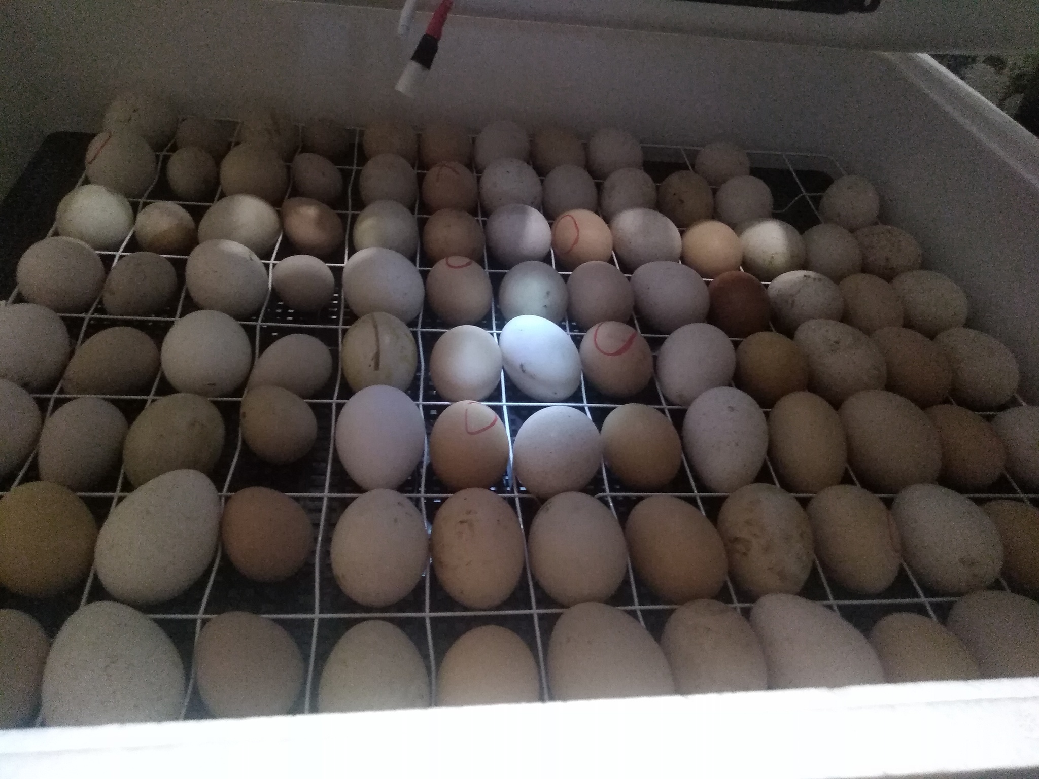 Peacock babies 10 days - My, Incubator, Eggs, Tricolor cat, Chickens, Longpost, cat