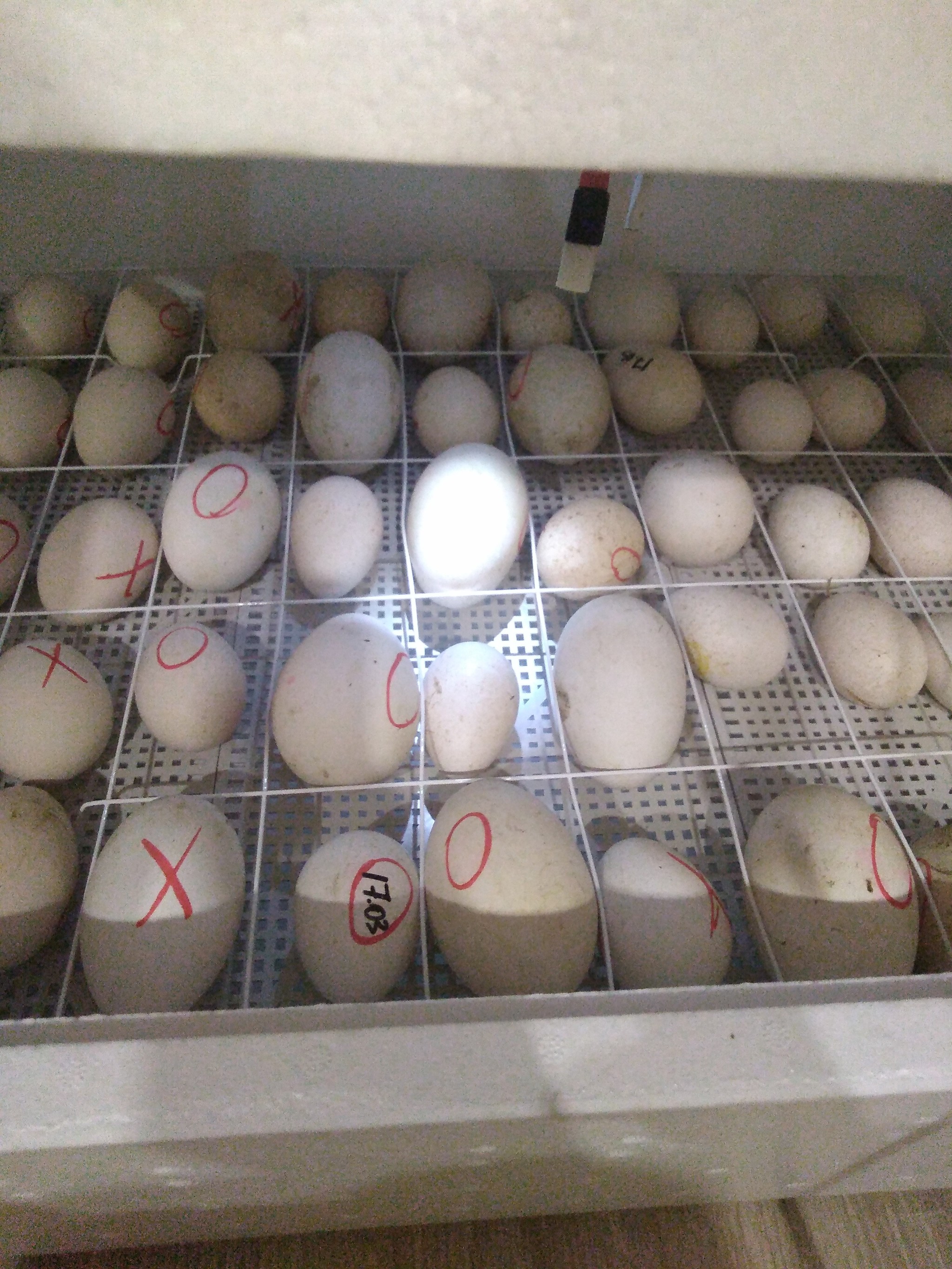 Peacock babies 10 days - My, Incubator, Eggs, Tricolor cat, Chickens, Longpost, cat