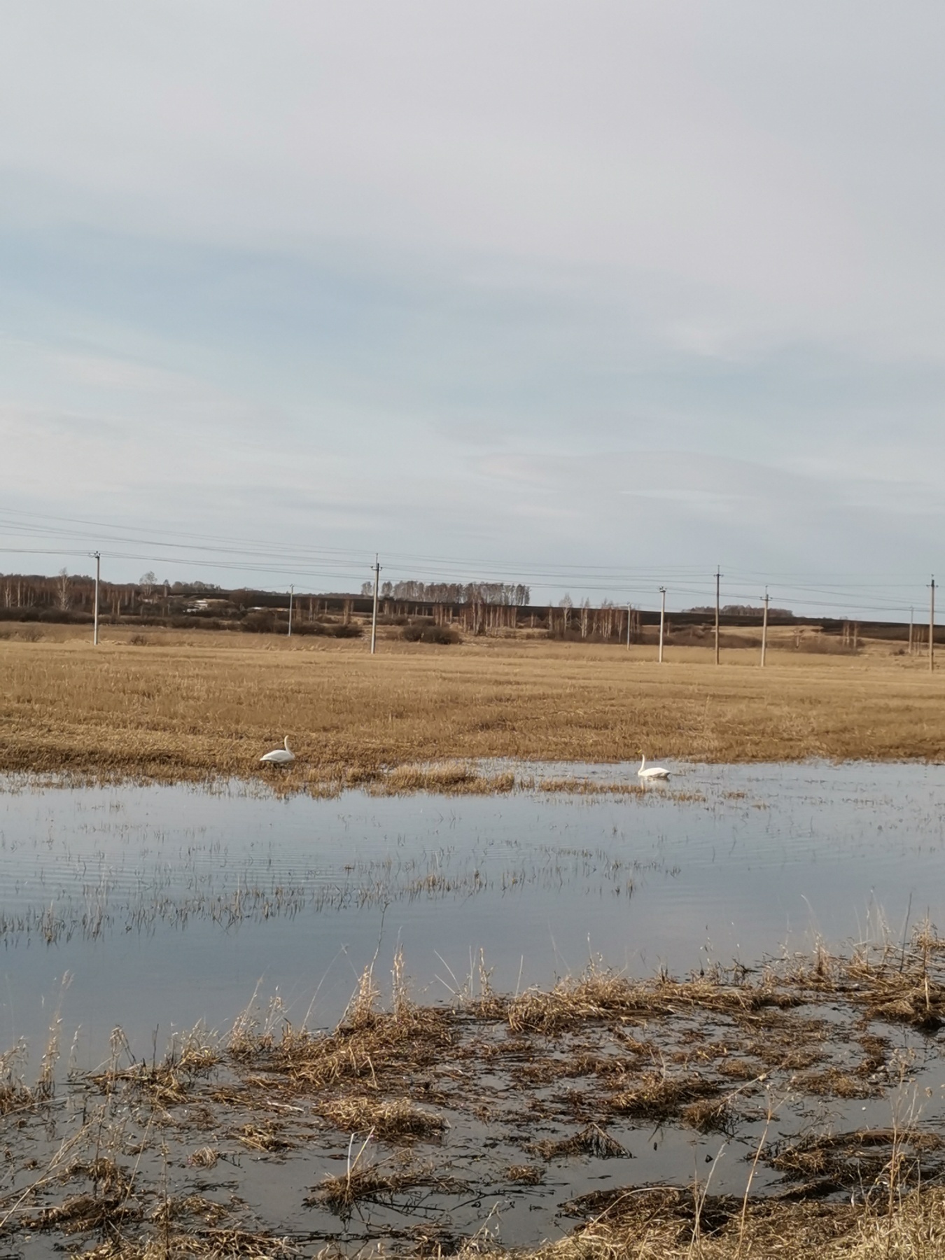 Unexpected joy - My, Sanya and Marina, Rural life, Swans