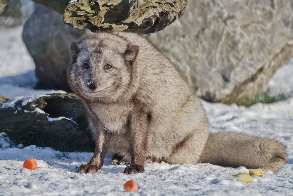 When you arrived and they weren’t waiting for you ^.^ - Arctic fox, Animals, The photo