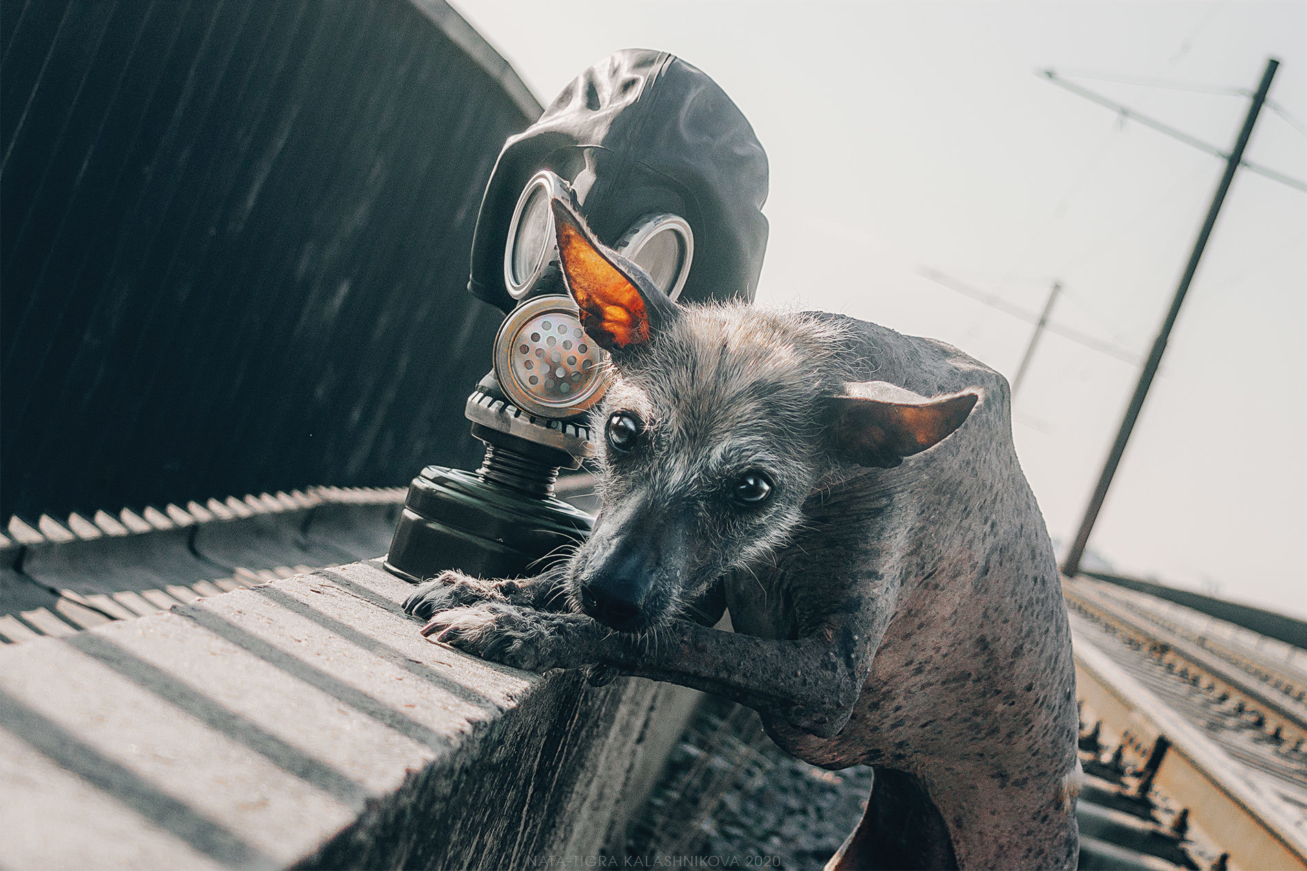 Have you got any buckwheat? - My, Dog, Animalistics, Nata-Tigra Kalashnikova, Photographer, Post apocalypse, Quarantine, Buckwheat, Longpost