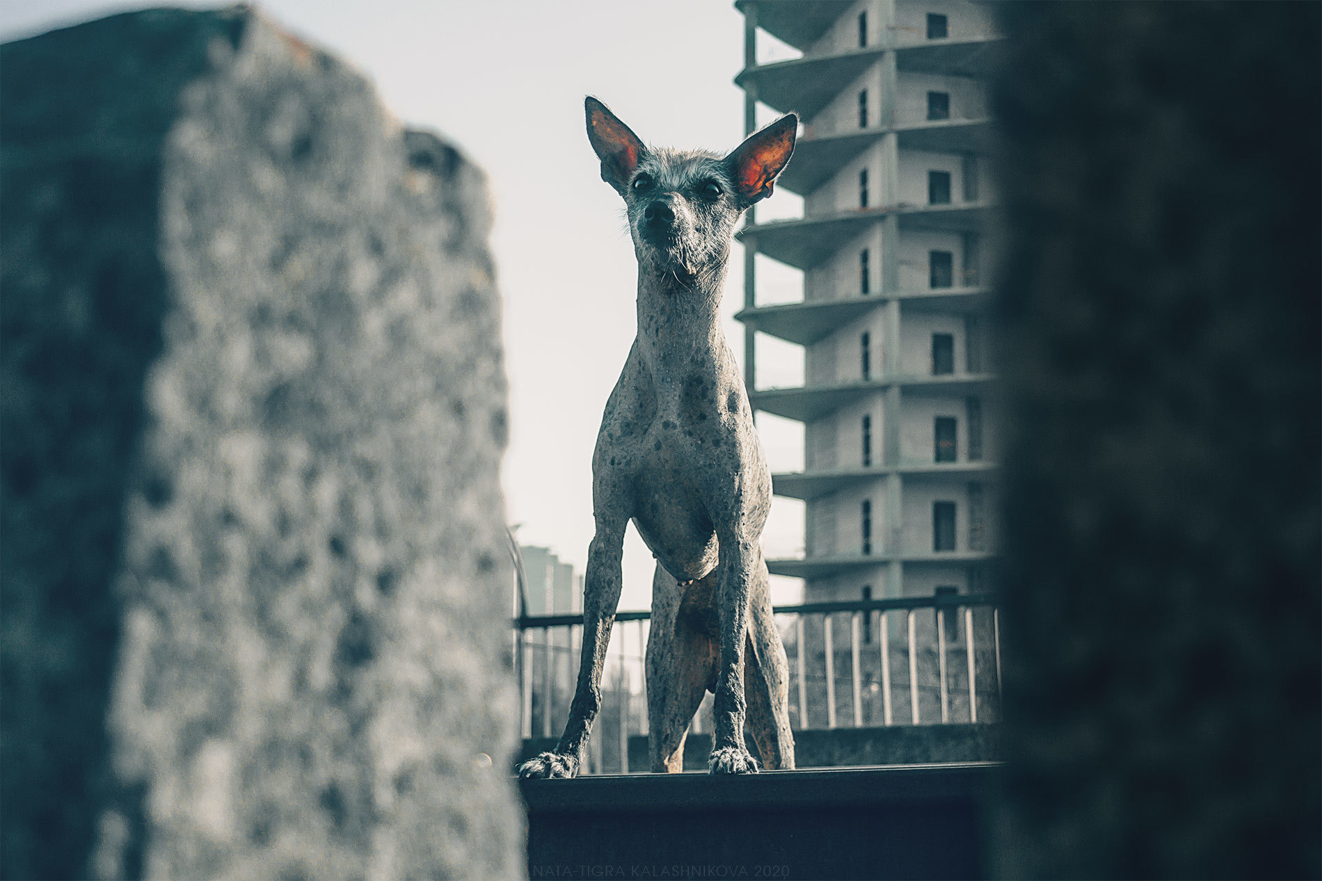 Have you got any buckwheat? - My, Dog, Animalistics, Nata-Tigra Kalashnikova, Photographer, Post apocalypse, Quarantine, Buckwheat, Longpost