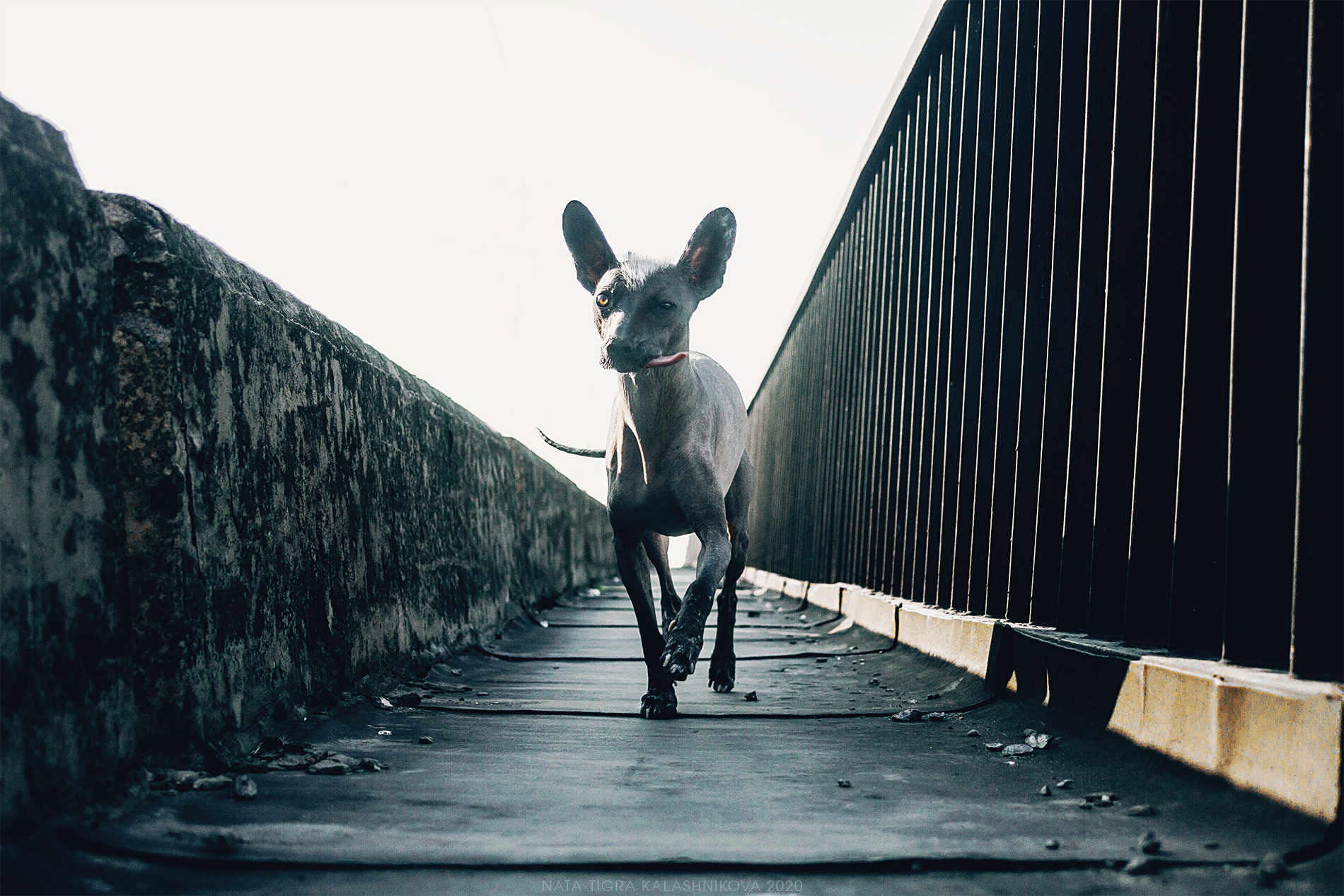 Have you got any buckwheat? - My, Dog, Animalistics, Nata-Tigra Kalashnikova, Photographer, Post apocalypse, Quarantine, Buckwheat, Longpost