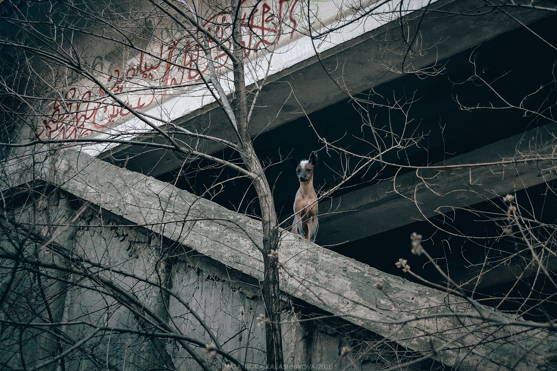 Have you got any buckwheat? - My, Dog, Animalistics, Nata-Tigra Kalashnikova, Photographer, Post apocalypse, Quarantine, Buckwheat, Longpost