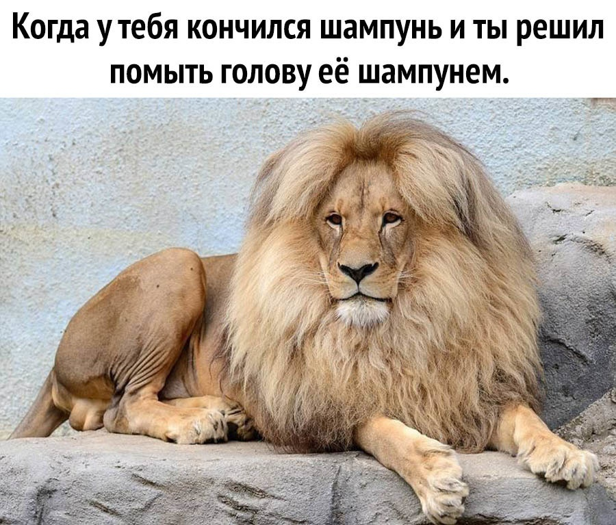 When she's okay with shampoo... - My, cat, beauty, a lion, Mane, Прическа, Big cats, Wild animals