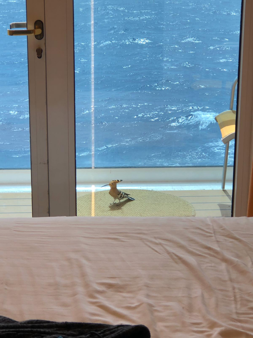 Feathered guest on a cruise - My, Birds, Quarantine, Hoopoe